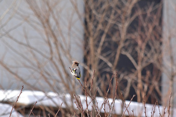庭木に止まる一羽のキレンジャク