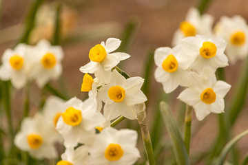 Narcissus flowers in February
