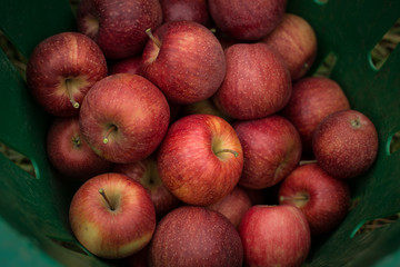 Apples in basket