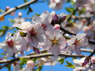 Fototapeta na wymiar Almond tree or Prunus dulcis or amygdalus flowers