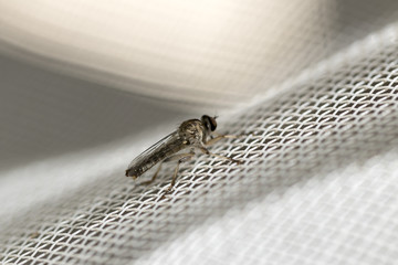 Little robber fly landed on a white plastic net. Macro photography. Close-up image.