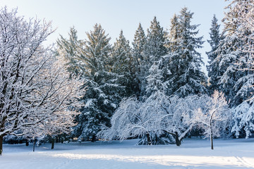 Beautiful winter forest landscape with snow covered trees.