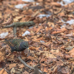 Metallic  Multi Hued Plumage on a European Starling Foraging among Leaf Litter