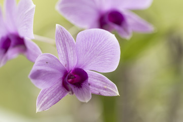 Beautiful picture of  amazing pink, white and fuchsia flowers named Dendrobium Orchid. Close-up photography. Macro Lens.