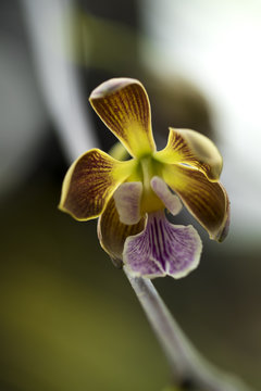 Beautiful picture of an amazing yellow, brown, white and purple flower named Encyclia Orchid. Macro Lens.
