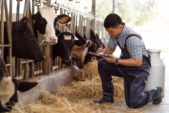 Farmers are recording details of each cow on the farm.