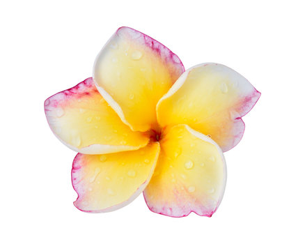 Fototapeta Plumeria flower on white background.