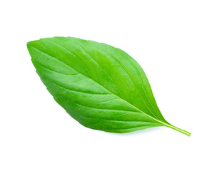 Basil leaves isolated on white background.