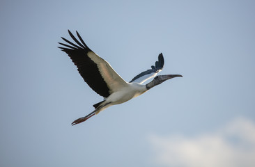 wood stork soaring high in a blue sky on a sunny day