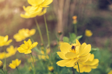 A bee find honeydew in the pollen of flower, Close-up of Cosmos and yellow starship flower on the wayside, Macro of flower in the garden on morning.