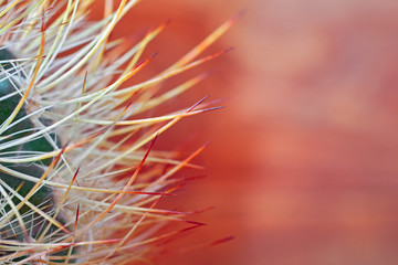 Close up globe shaped cactus with long thorns on blurred wooden background orange color. Copy space.