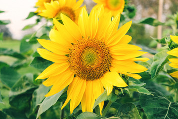 Obraz premium Close - up of sunflowers and yellow flower on the parkland, Macro of sunflower in the garden on morning.