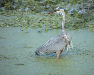 adult great blue heron hunts in the everglades on a sunny day