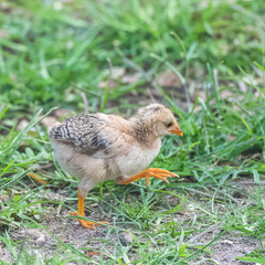 Yellow chick, baby chicken walking, funny animal
