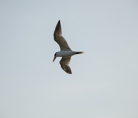 royal terns soars through the sky at sunset