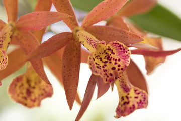 Beautiful picture of an amazing orange and yellow kind of Orchid. Macro Lens. Close-up photography. Macro Lens.