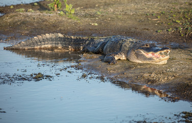 huge alligator sunning on the shore with mouth open