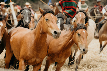 Fototapeta premium Group of beautiful horses running together
