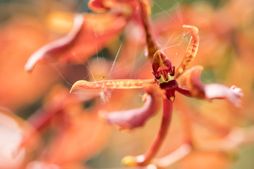 Beautiful picture of an amazing orange flower named Paraphalaenopsis Orchid. Close-up photography. Macro Lens.