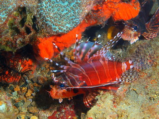 Scorpionfish