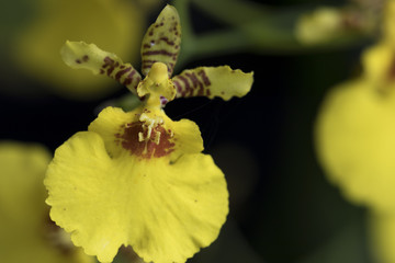 Beautiful picture of an amazing yellow flower named Oncidium Orchid. Close-up photography. Macro Lens.