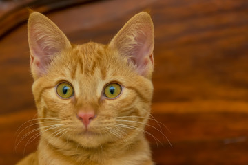 Lion staring hard into the blank space