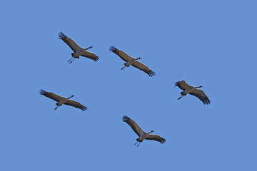 Common crane (Grus grus)