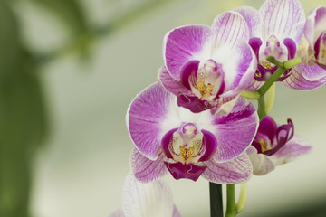 Beautiful picture of this amazing light fuchsia and white flower named Phalaenopsis Orchid. Close-up photography. Macro Lens.