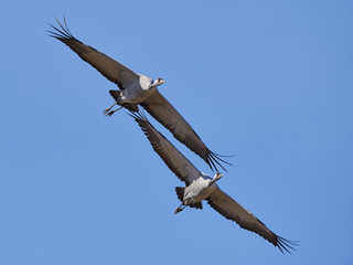 Common crane (Grus grus)