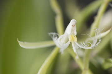 Beautiful picture of an amazing white flower named Coilostylis-Ciliaris Orchid. Picture taken on an afternoon at an event of Orchid Cultivators in Brazil. Macro Lens. Close-up photography.