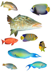 Collection reef fish of Indian and Pacific Oceans. Tropical fish isolated on white background