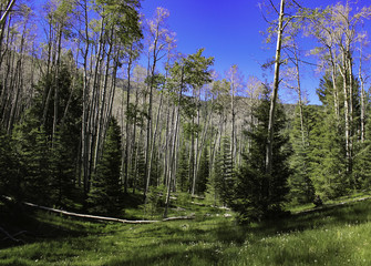 Green Forest, Blue Sky