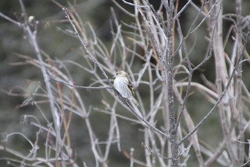 Pine Siskin In Tree, Whitemud Park, Edmonton, Alberta