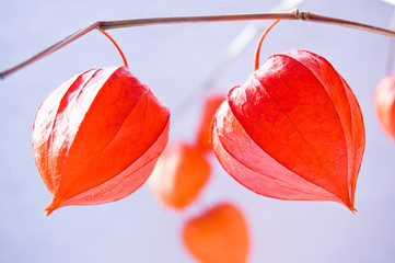 Red orange dry physalis alkekengi lanterns