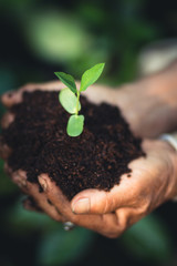 Plant a tree The soil and seedlings in the grandmother's hand