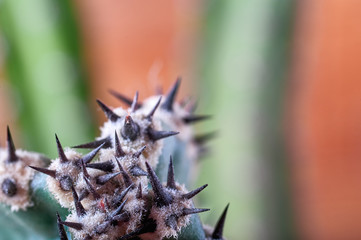 Naklejka na ściany i meble Abstract view cactus thorns. Concept self-defense, defense, sustainability, resistance. Copy space.
