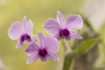 Beautiful picture of  amazing pink, white and fuchsia flowers named Dendrobium Orchid. Close-up photography. Macro Lens.