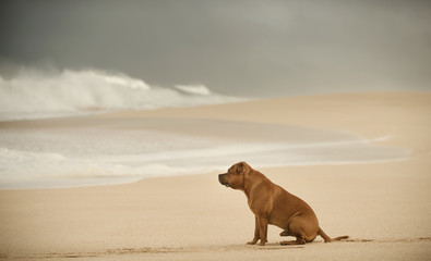 Staffordshire Bull Terrier sitting on ocean beach looking at waves