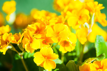 Obraz na płótnie Canvas Yellow summer flowers 