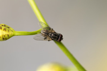 Little fly on green branch. Super macro on amazing eyes. Macro lens, close-up photography.