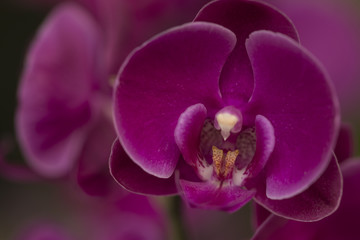 Beautiful picture of an amazing fuchsia flower named Phalaenopsis Orchid. Close-up photography. Macro Lens.