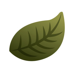 natural foliage leaf botanical icon vector illustration