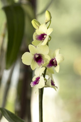 Beautiful picture of this amazing green and dark fuchsia flower named Dendrobium Orchid. Close-up photography. Macro Lens.