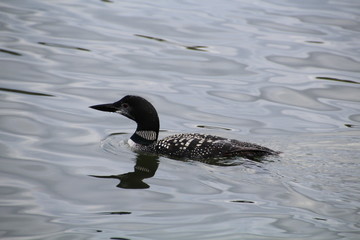 Common Loon, Jasper National Park, Alberta
