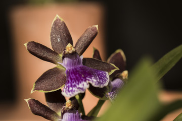 Beautiful picture of an amazing purple, green and black flower named Zygopetalum Orchid. Close-up photography. Macro Lens.
