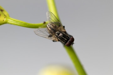 Little fly on green branch. Super macro on amazing eyes. Macro lens, close-up photography.