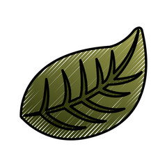 natural foliage leaf botanical icon vector illustration