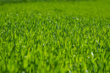 Fototapeta premium Shallow depth of field shot of green grass lit by the sun