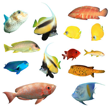 Collection reef fish of Indian and Pacific Oceans. Tropical fish isolated on white background