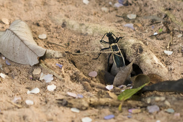 Amazing picture of enormous Tarantula hawk walking around, hunting for tarantulas on sandy soil.
